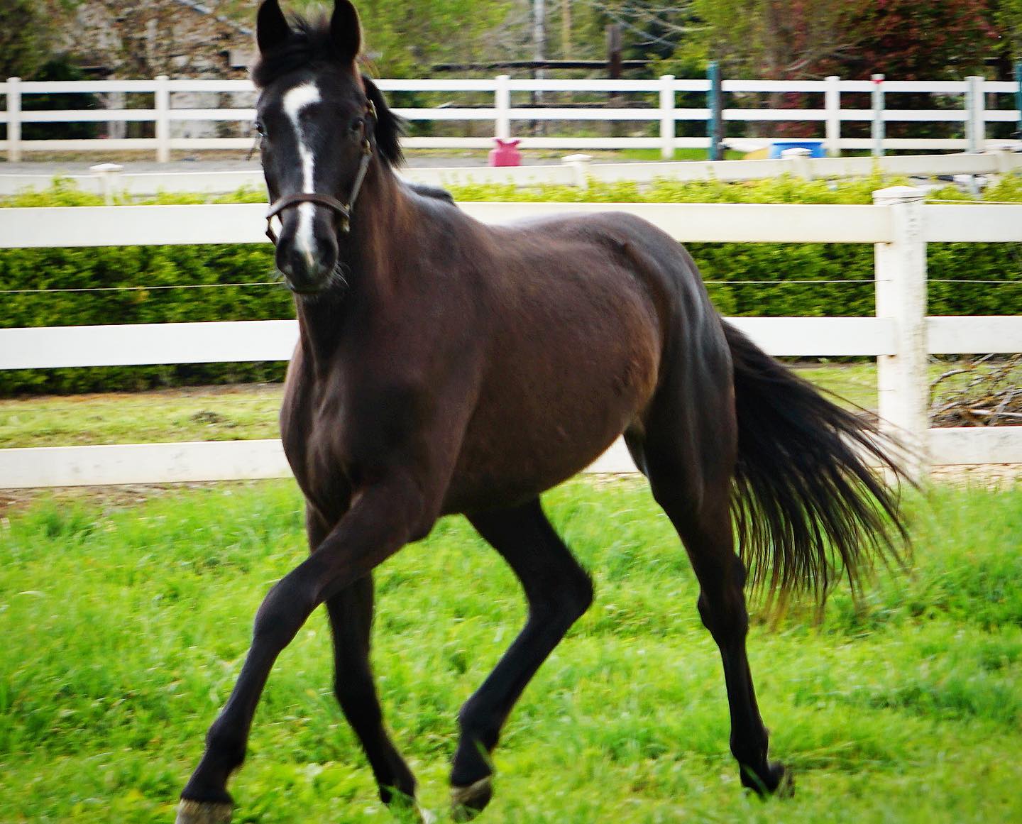 Horses for Sale Horses for Sale